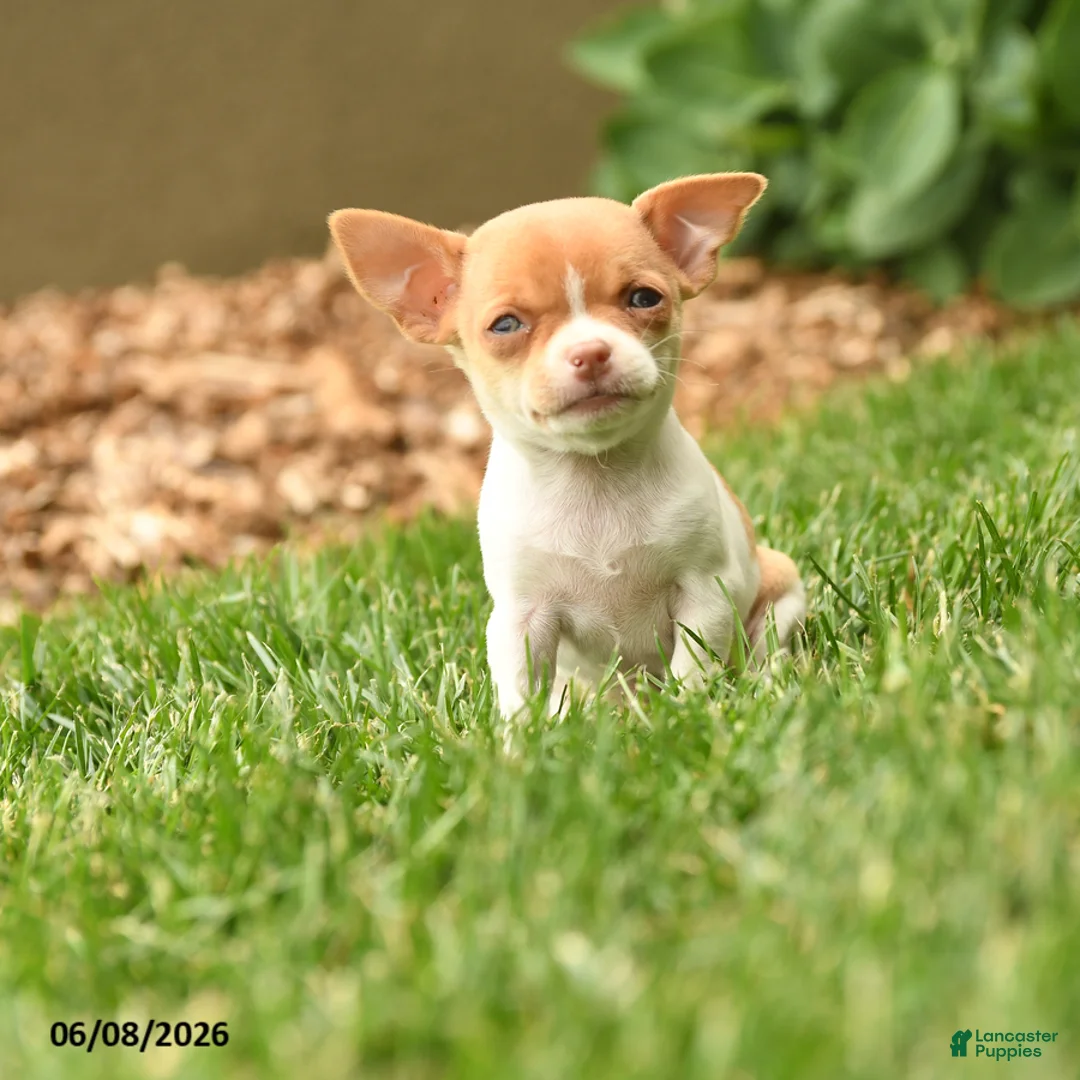 Chihuahua dogs for sale: Judy - Ad 1