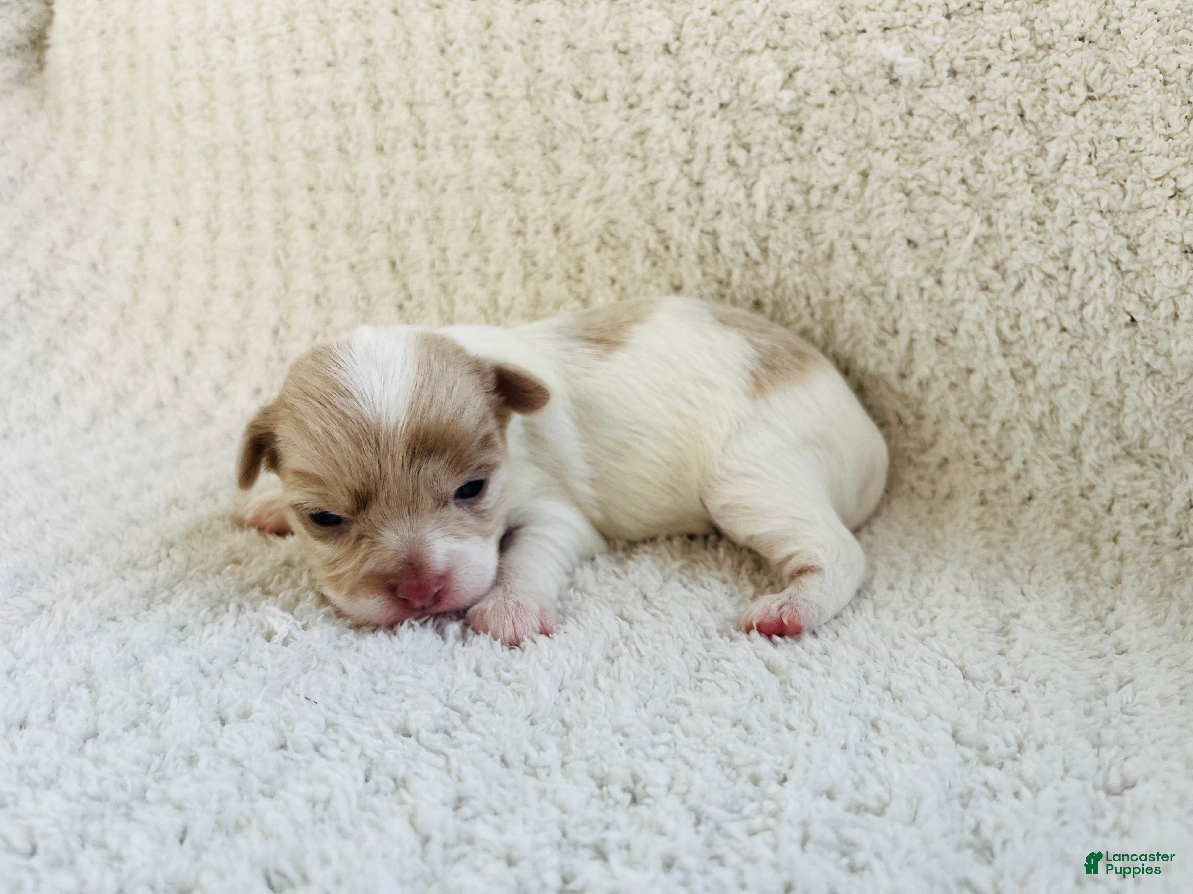 Chihuahua dogs Callie - Ad 1