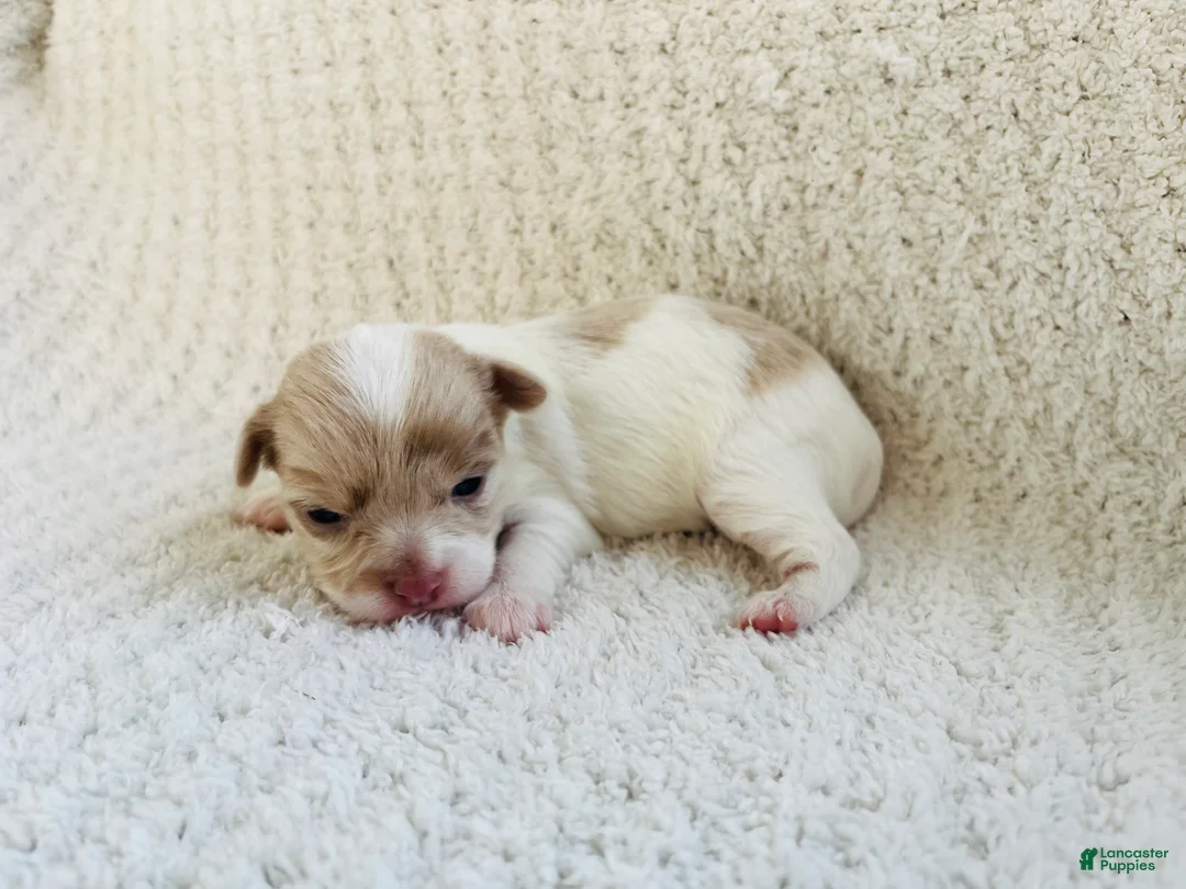 Chihuahua dogs for sale: Callie - Ad 1