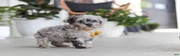 Havapoo dogs for sale: Buddy - Ad 3