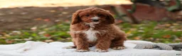 Cavapoo dogs for sale: Avery Cavapoo  - Ad 7