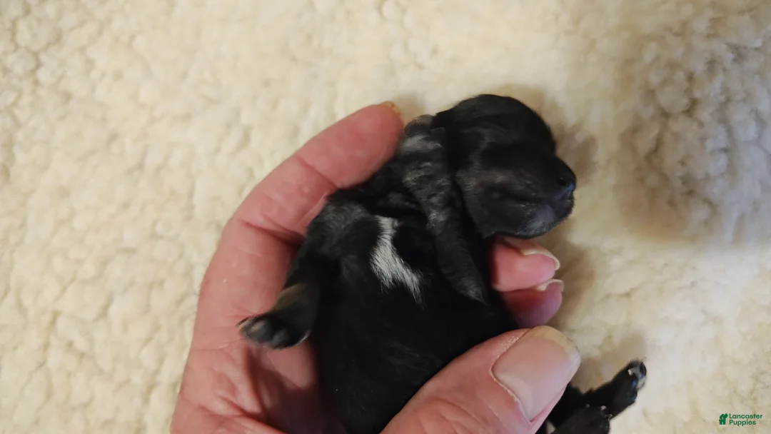 Miniature Schnauzer dogs for sale: Girl 3 - Ad 1