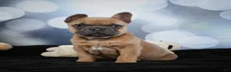 French Bulldog dogs for sale: April - Ad 13