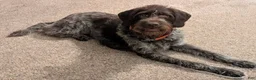 German Wirehaired Pointer dogs for sale: German Wirehaired Pointer Puppy 6 - Ad 22