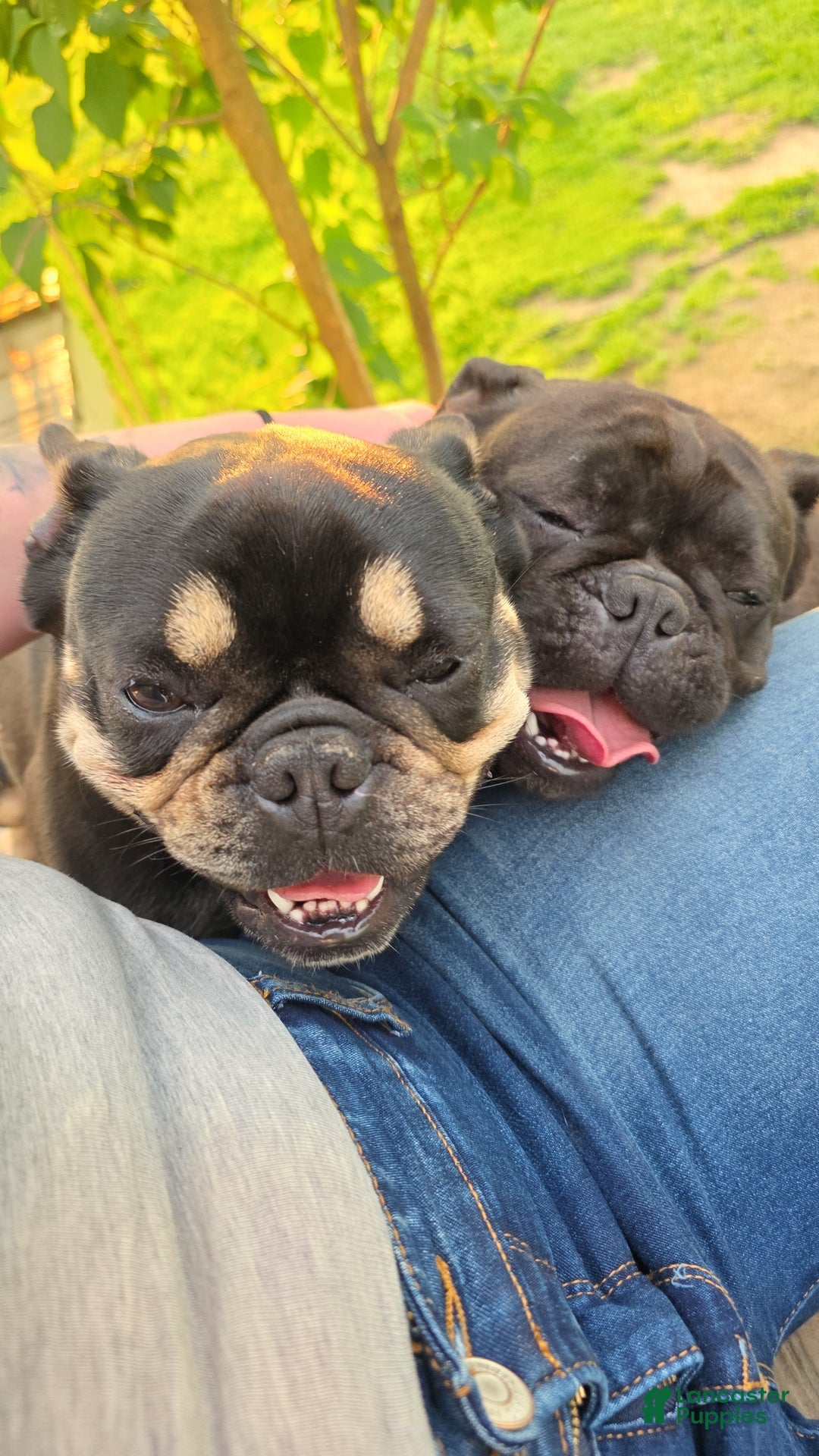 French Bulldog dogs for sale: French Bulldog Puppy 2 - Ad 11