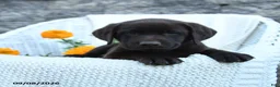 Labrador Retriever dogs for sale: Max - Ad 5