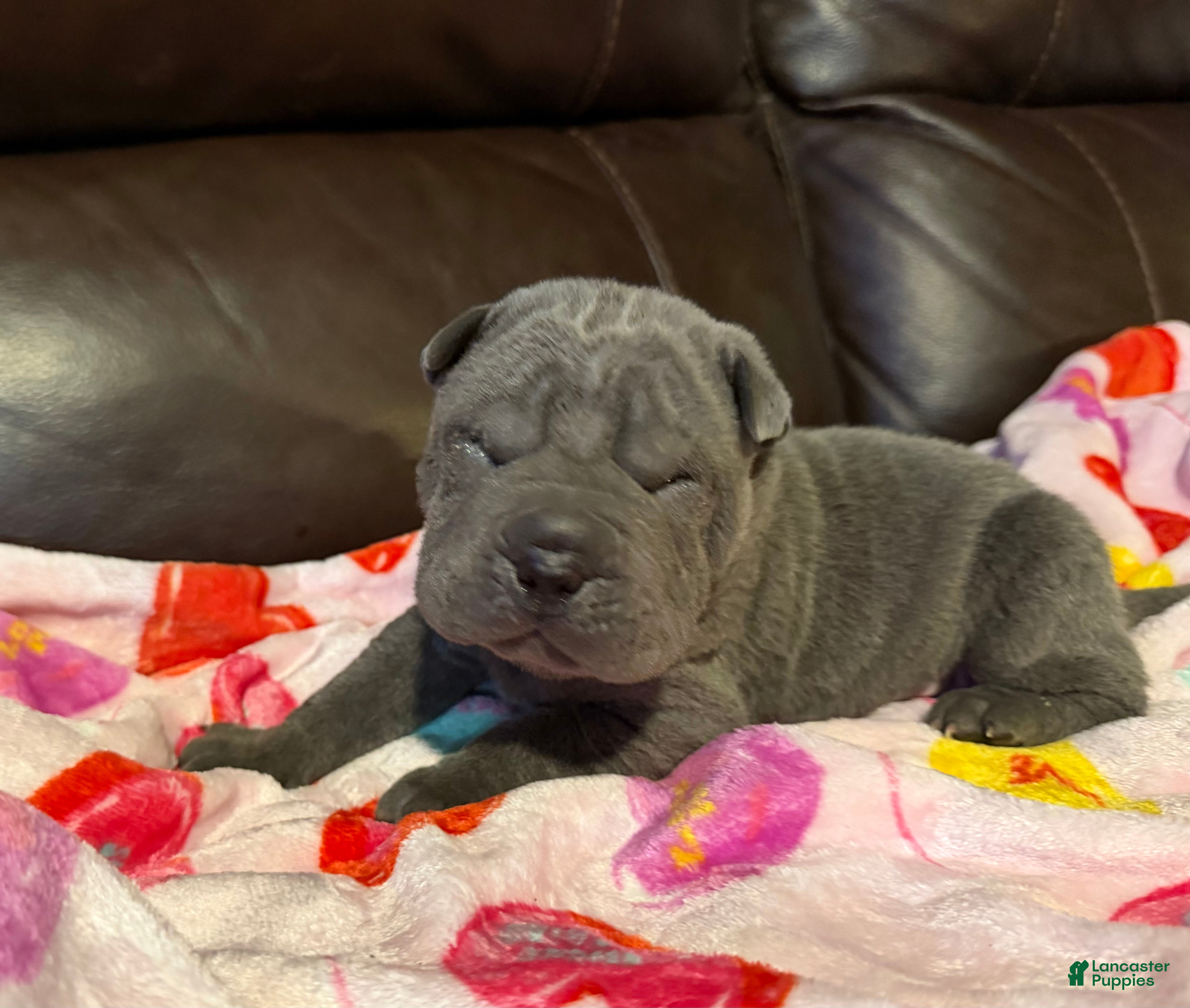 Shar Pei dogs Mike - Ad 9