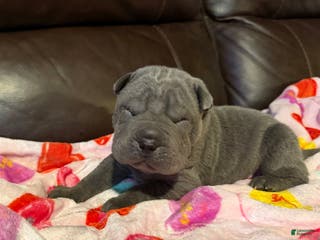Shar Pei dogs Mike - Ad 9