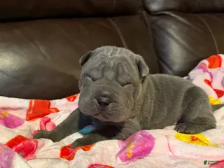 Shar Pei dogs Mike - Ad 2