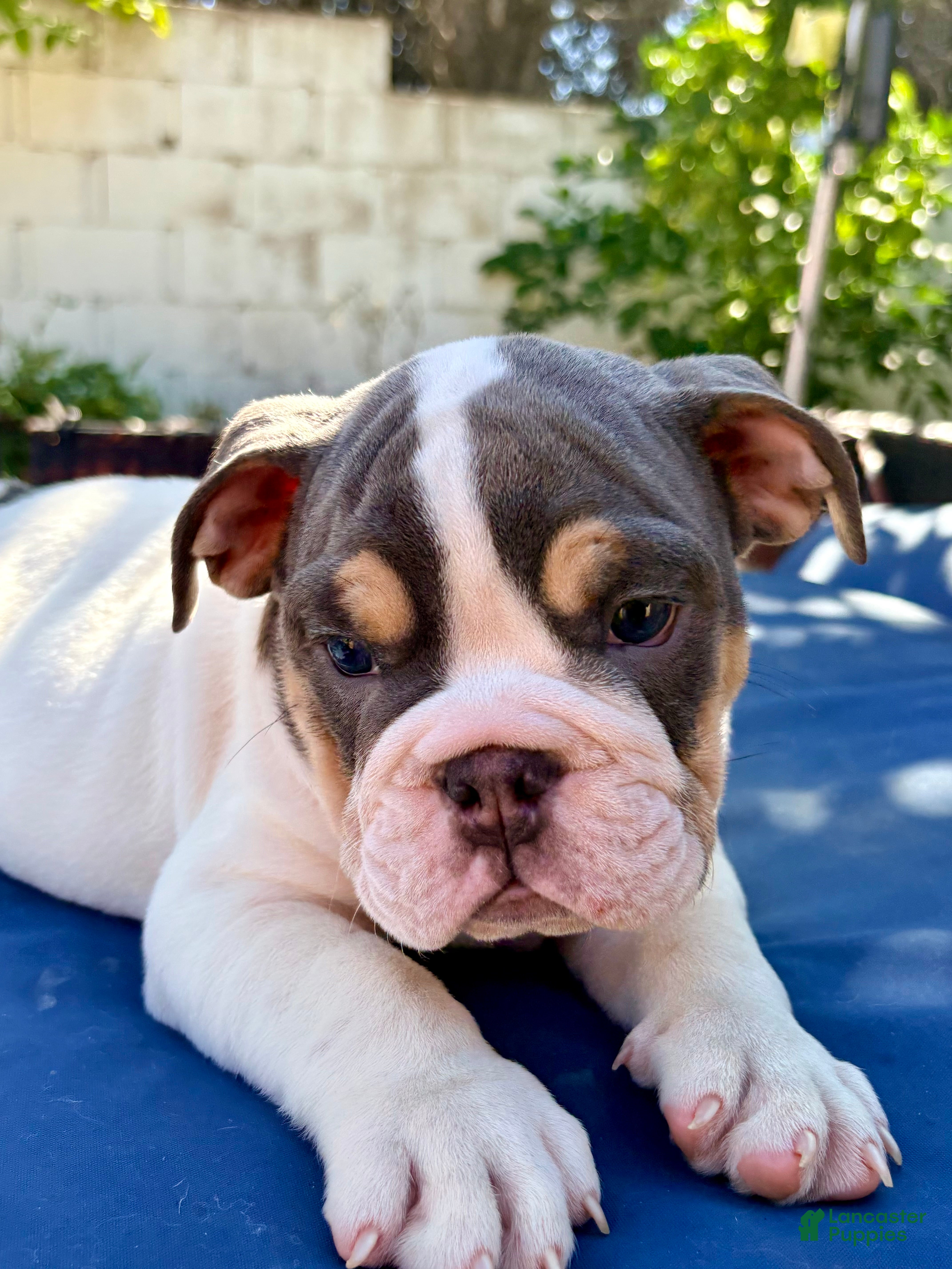 English Bulldog dogs Buster moon/mini bulldog - Ad 1