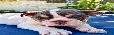 Buster moon/mini bulldog