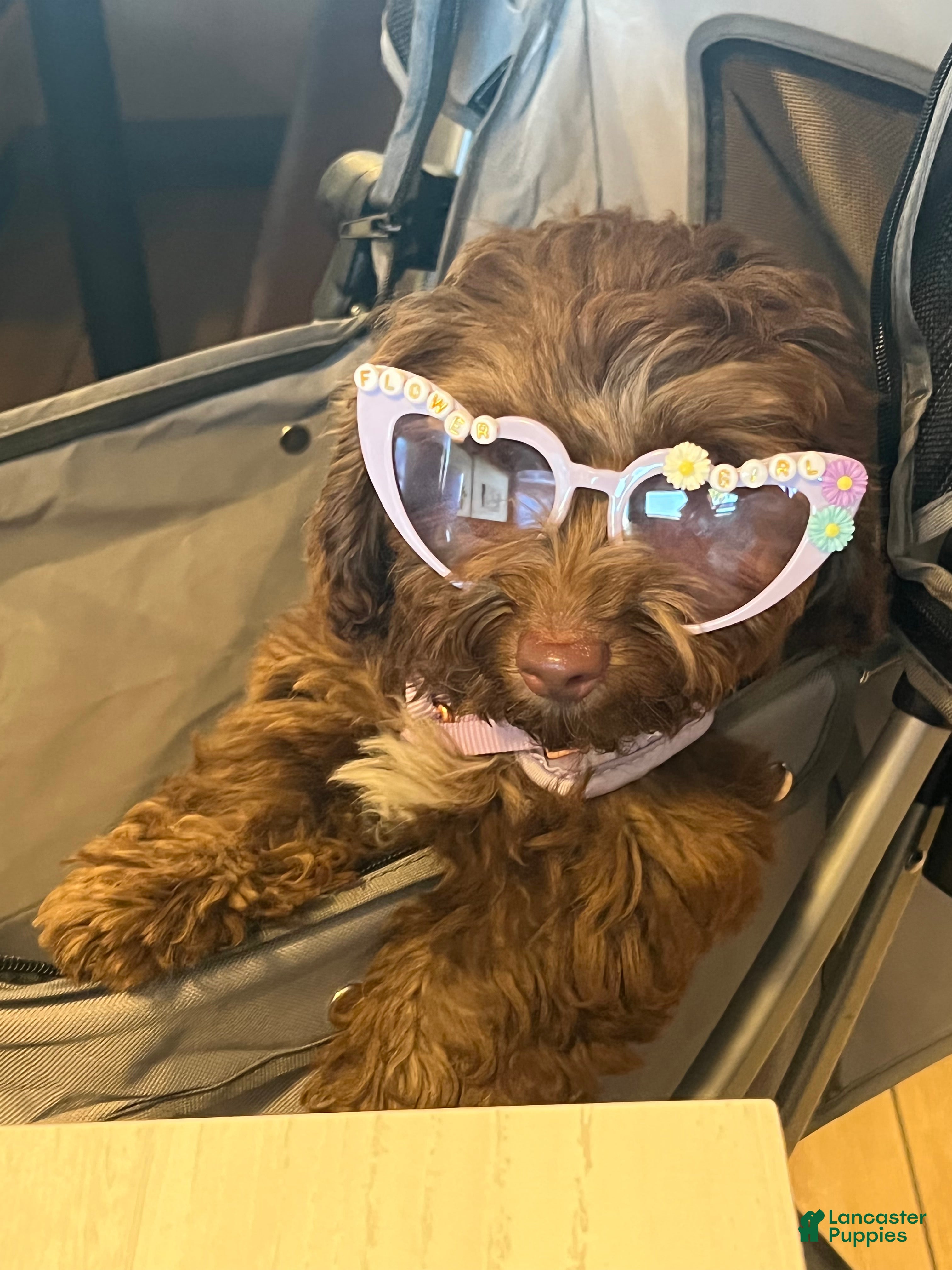 Doxiepoo dogs Doxiepoo Puppy 1 - Ad 1