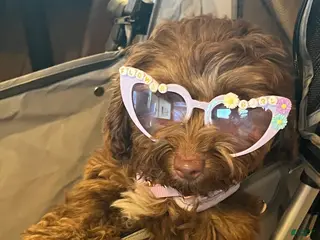 Doxiepoo dogs Doxiepoo Puppy 1 - Ad 5