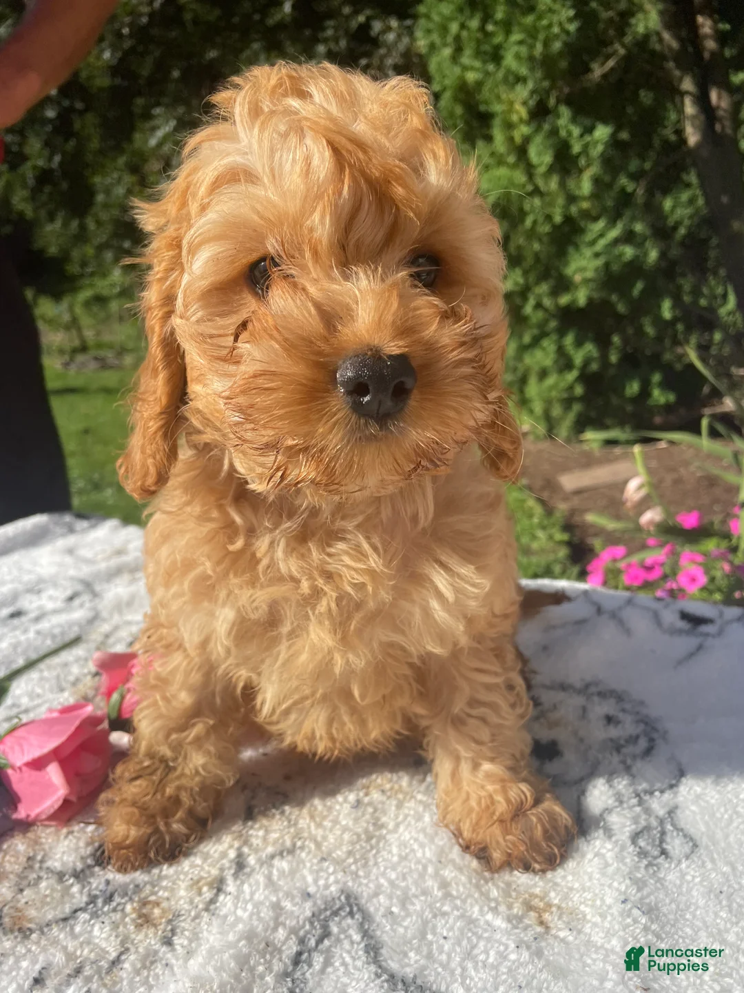 Cockapoo dogs for sale: Bentley - Ad 4