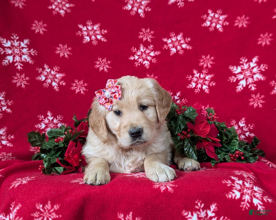 Golden Retriever dogs for sale: Cassie - Ad 4