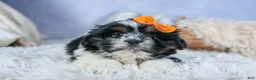 Shih Tzu dogs for sale: HARLEY - Ad 10