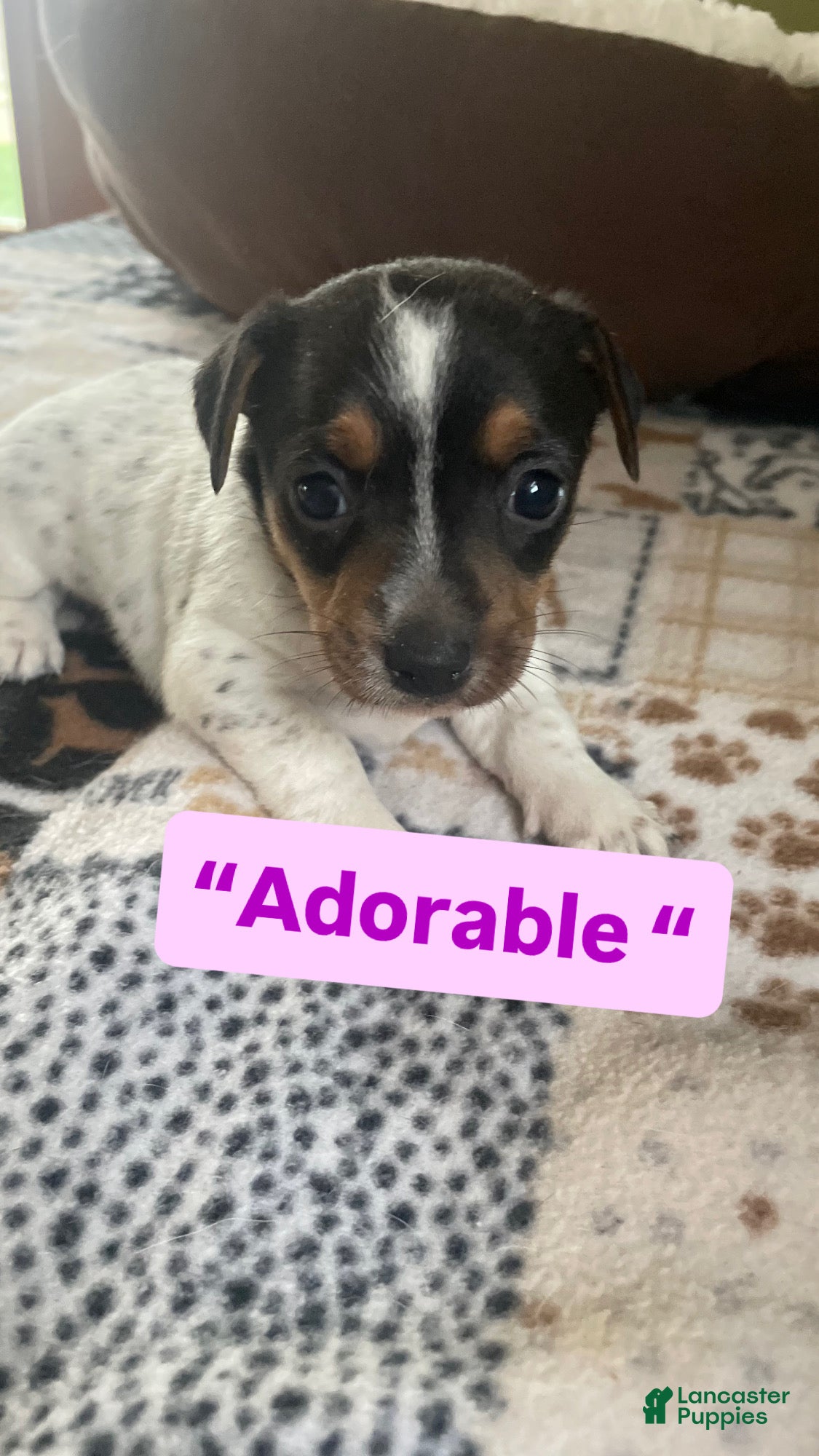 Jack Russell Terrier dogs Jack Russell Terrier Puppy 1 - Ad 25