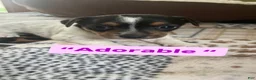 Jack Russell Terrier dogs for sale: Jack Russell Terrier Puppy 1 - Ad 1