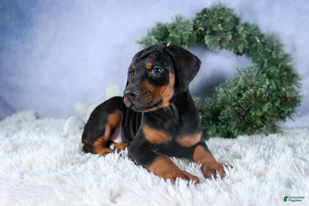 Doberman Pinscher dogs for sale: TITUS - Ad 5
