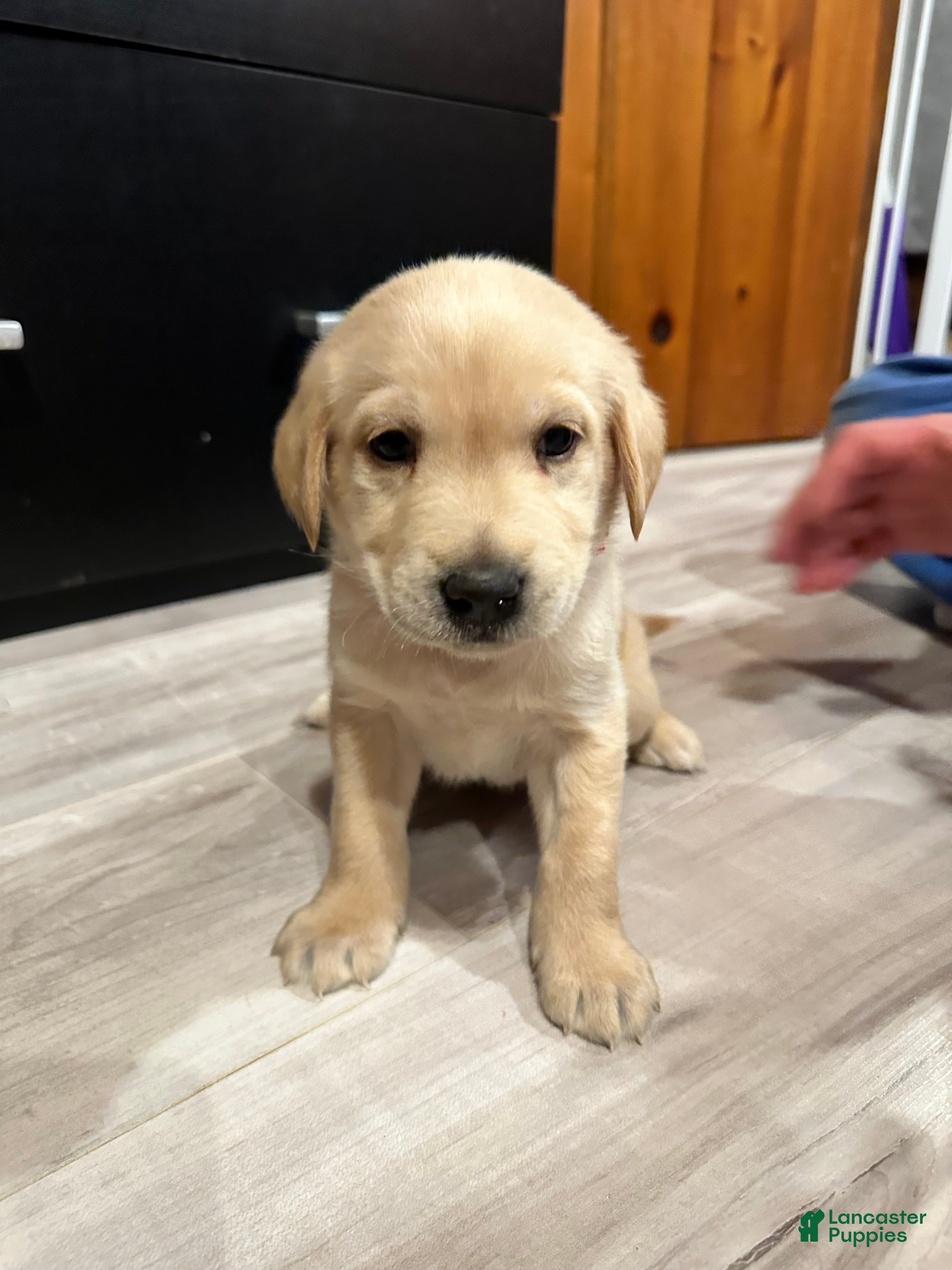 Mixed Breed dogs Donkey Kong  - Ad 22