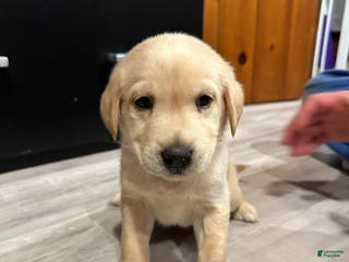 Mixed Breed dogs Donkey Kong - Ad 22