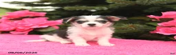 Mixed Breed dogs for sale: Tiny - Ad 3