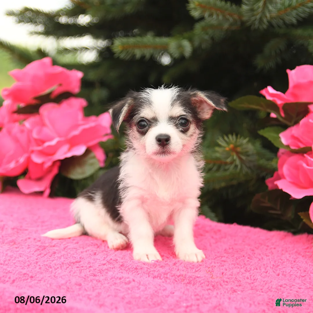 Mixed Breed dogs for sale: Tiny - Ad 3