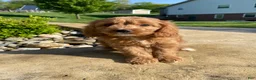 Cavapoo dogs for sale: Thor - Ad 6