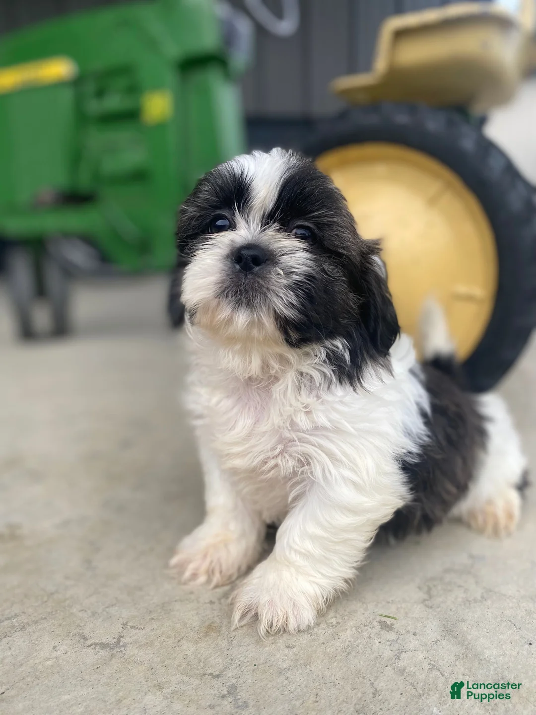 Shih Tzu dogs for sale: Leo - Ad 11