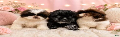 Shih Tzu Puppy 1
