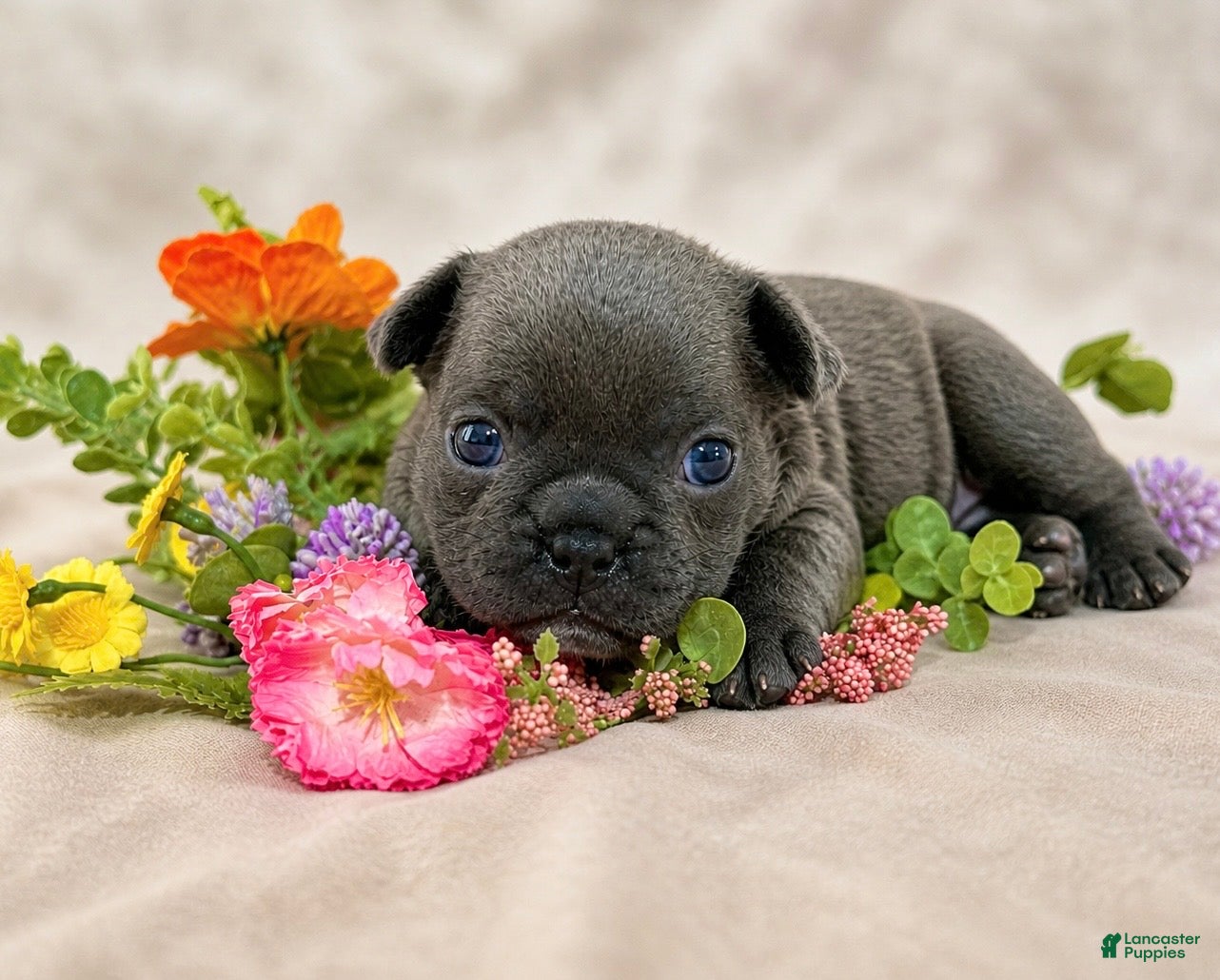 French Bulldog dogs for sale: French Bulldog Puppy 1 - Ad 1