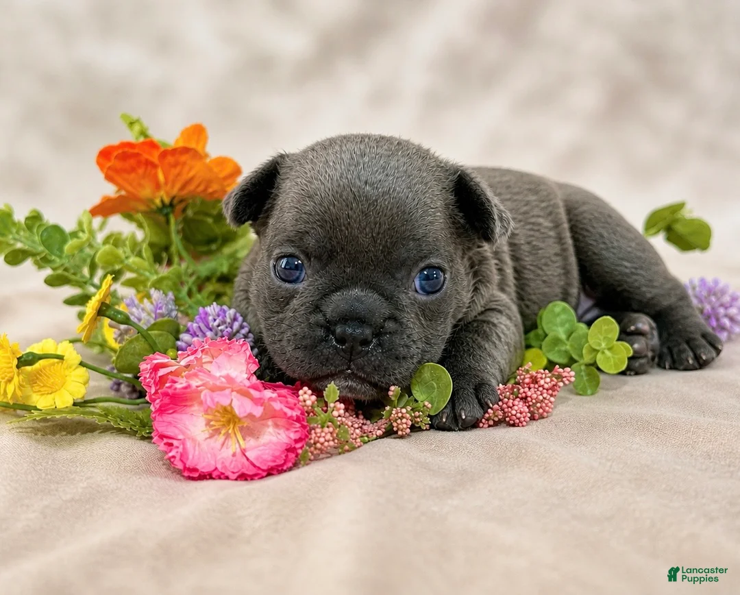 French Bulldog dogs for sale: French Bulldog Puppy 1 - Ad 1