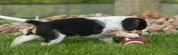 Beagle dogs for sale: Cruz  - Ad 5