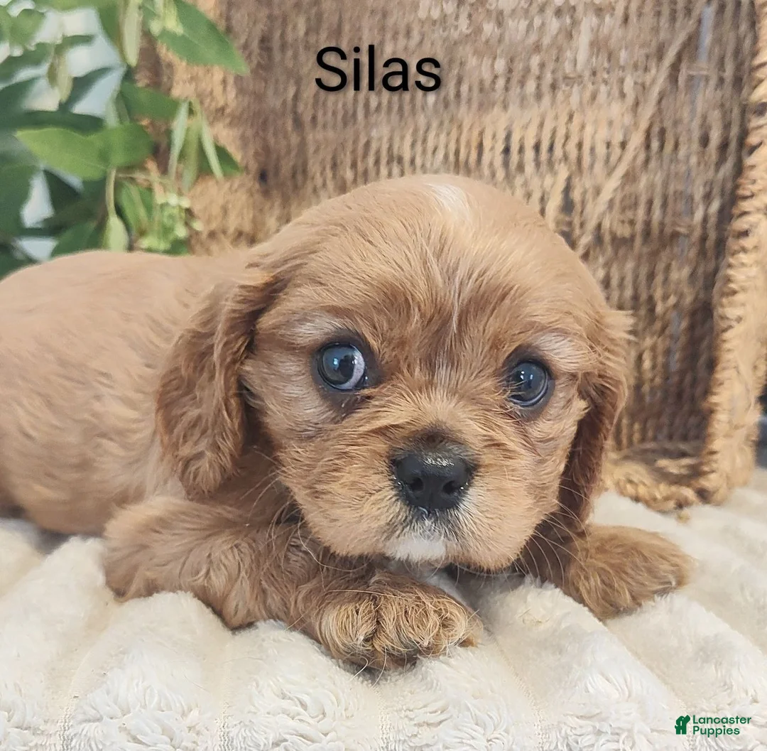 Cavalier King Charles Spaniel dogs for sale: Silas - Ad 2