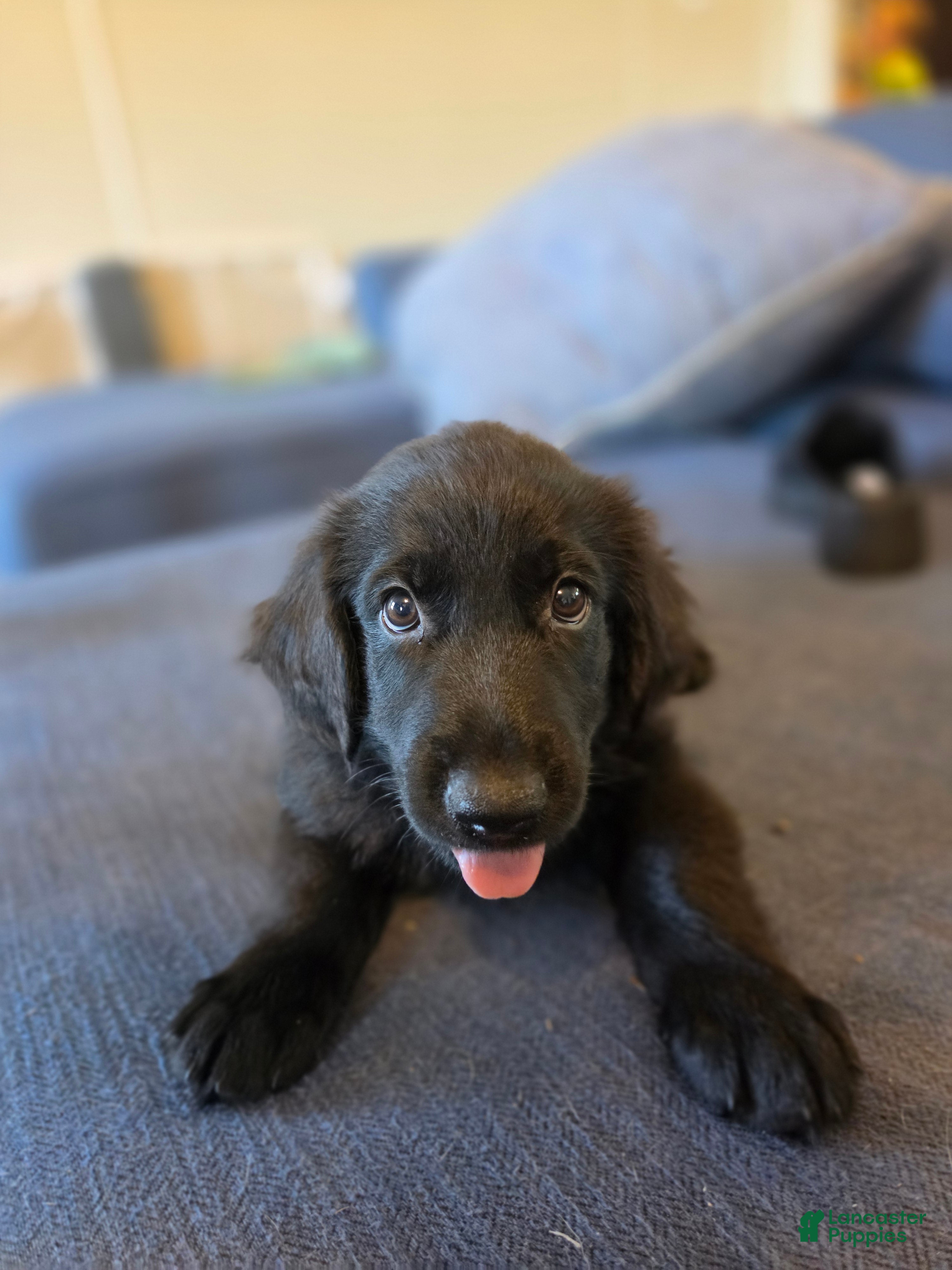 Mixed Breed dogs Mixed Breed Puppy 1 - Ad 1