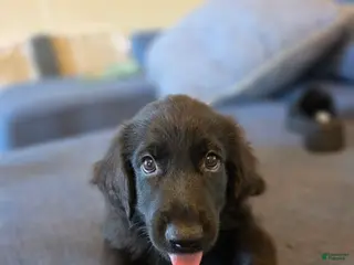 Mixed Breed dogs for sale: Mixed Breed Puppy 1 - Ad 4