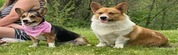Welsh Corgi Pembroke dogs for sale:  Bingo  - Ad 4