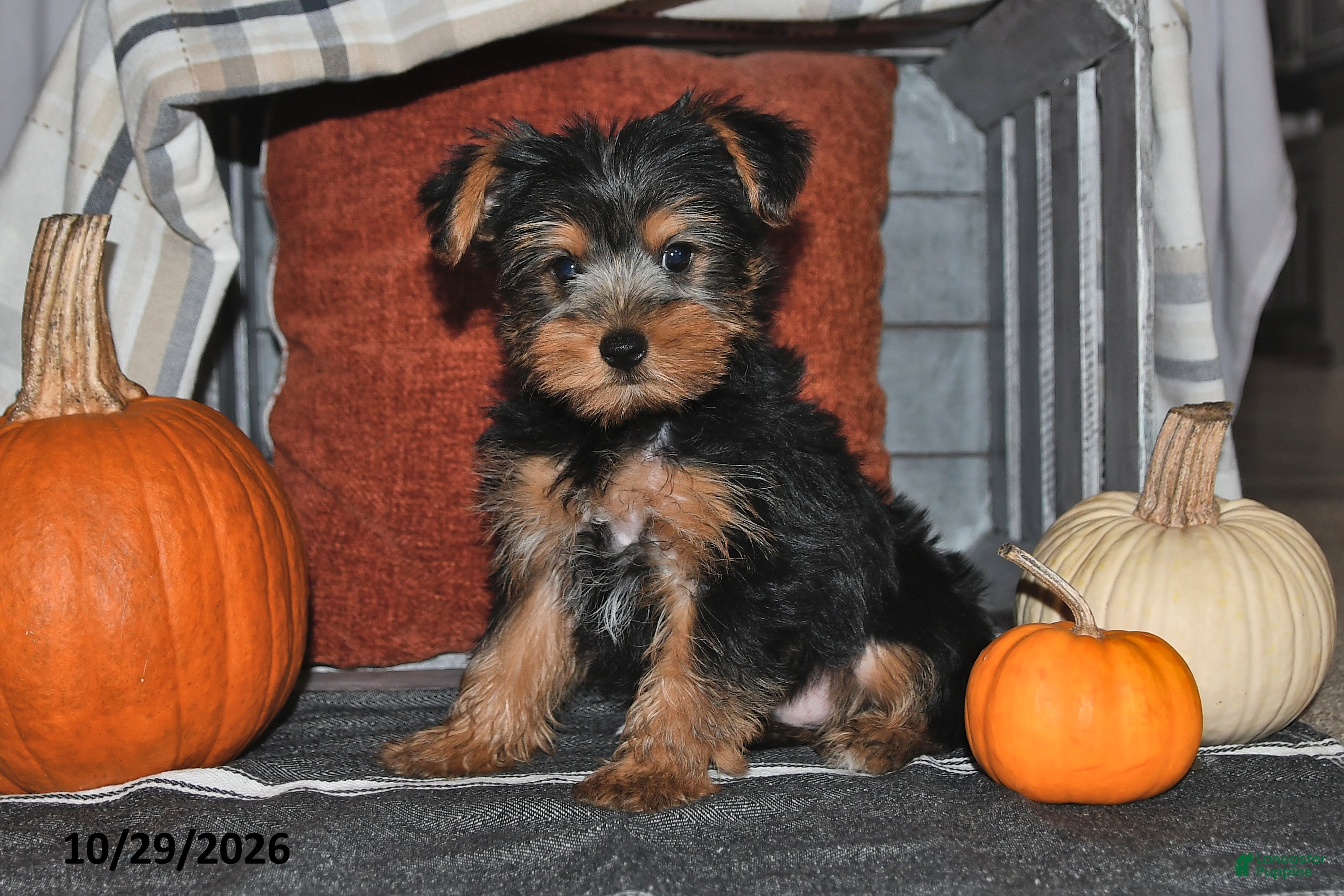 Yorkshire Terrier dogs for sale: Rico  - Ad 1