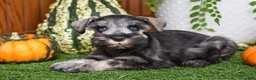 Miniature Schnauzer dogs for sale: Montana - Ad 7