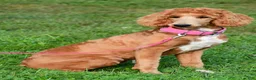 Standard Poodle dogs for sale: Lucy - Ad 8