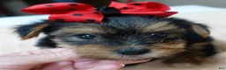 Yorkshire Terrier dogs for sale: Ziggy 2 pounds - Ad 12