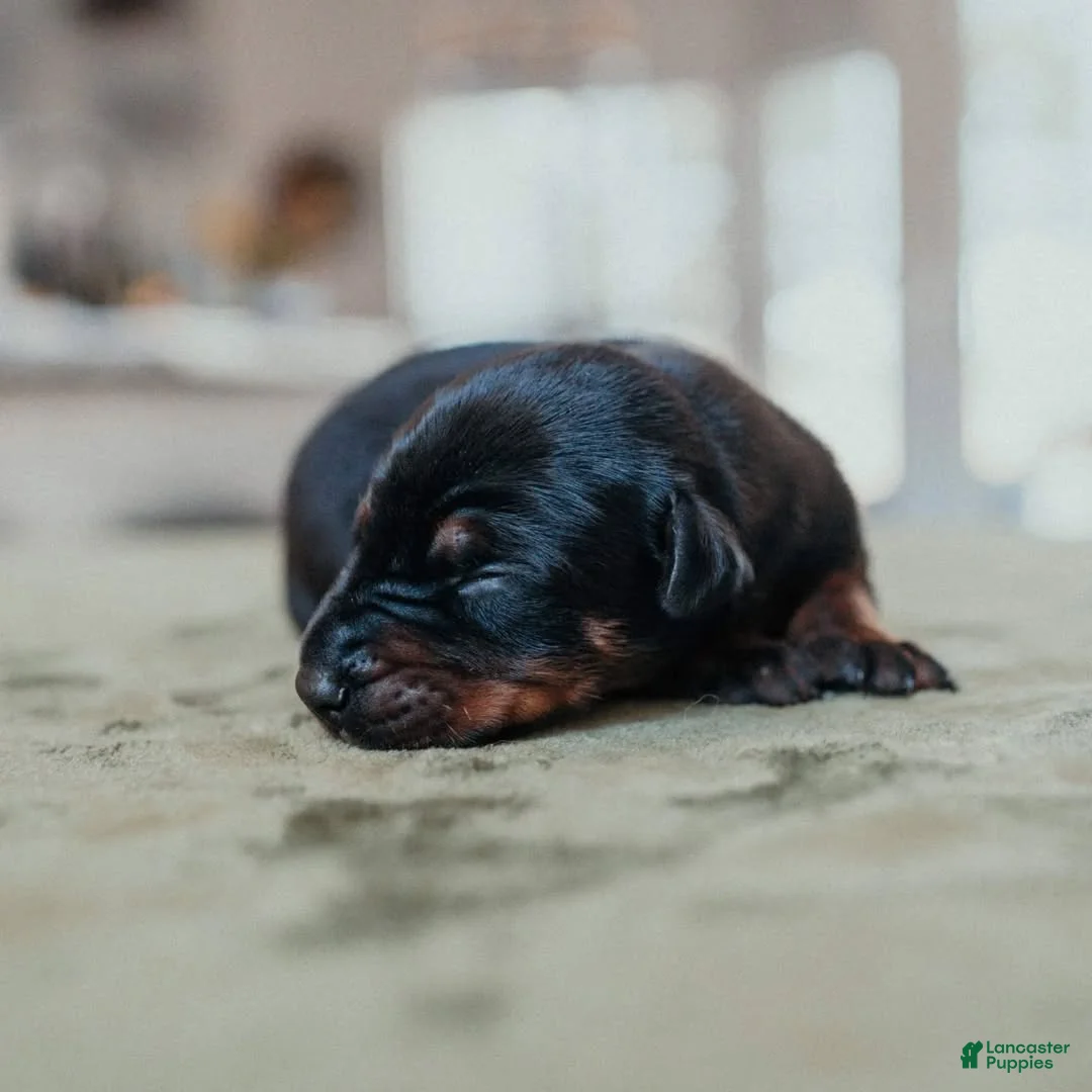 Doberman Pinscher dogs for sale: Tilan Bones Shield Of Valkyrie  - Ad 1