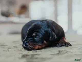 Doberman Pinscher dogs Tilan Bones Shield Of Valkyrie - Ad 3