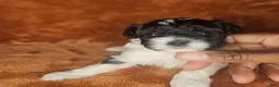 Shihpoo dogs for sale: Shihpoo 5 - Ad 5