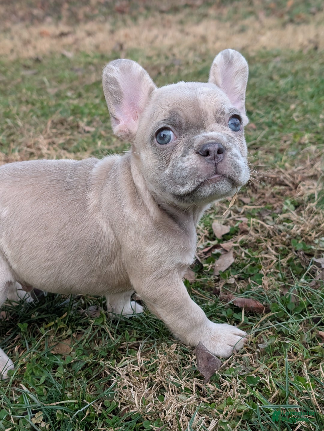 French Bulldog dogs for sale: Silver - Ad 4