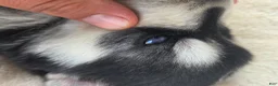 Siberian Husky dogs for sale: Gage - Ad 11