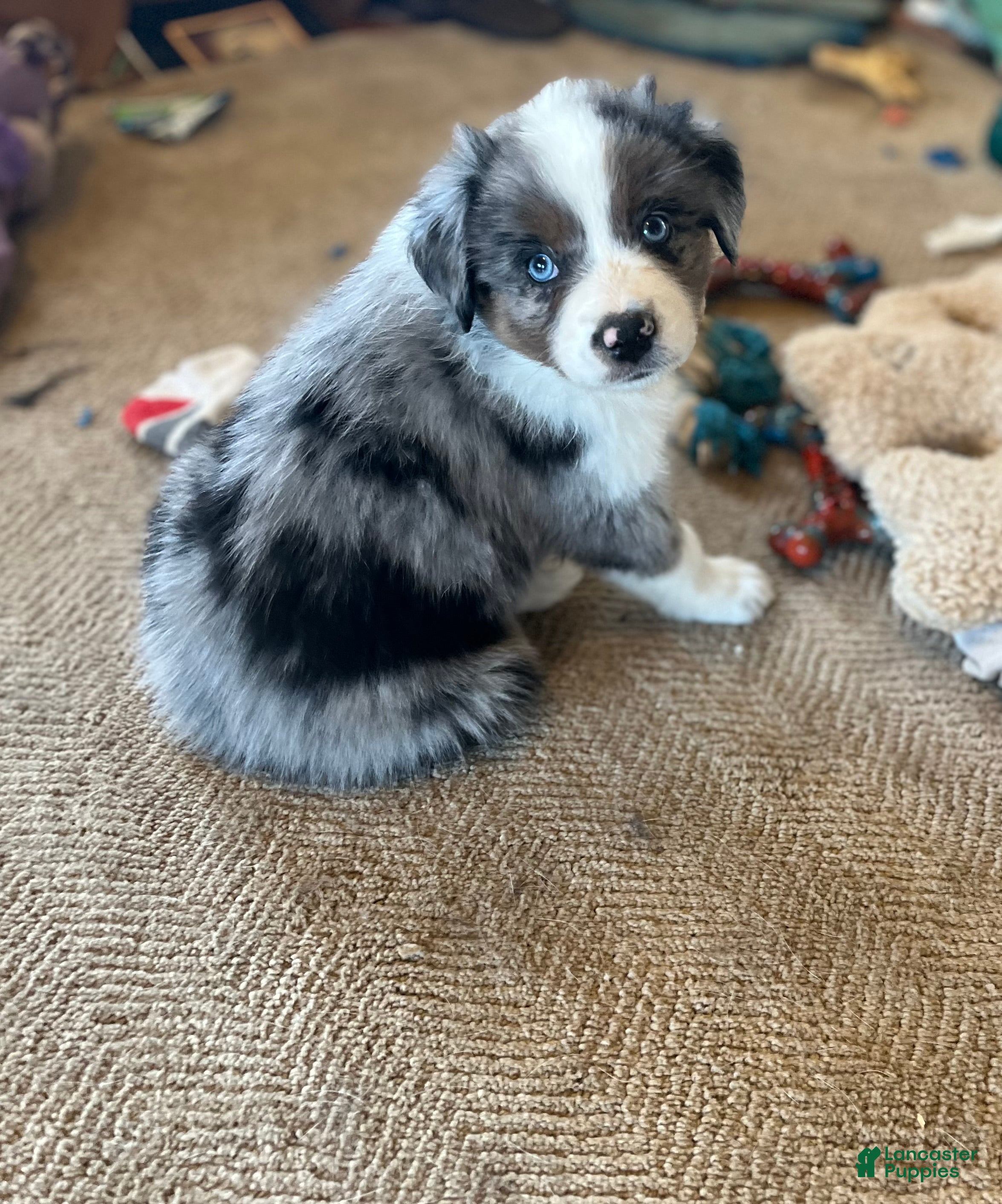 Australian Shepherd dogs Monica - Ad 7