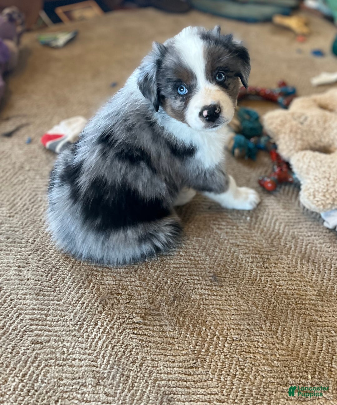 Australian Shepherd dogs for sale: Monica - Ad 1
