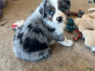 Australian Shepherd dogs Monica - Ad 38