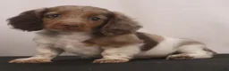 Dachshund dogs for sale: willie Jr  - Ad 11